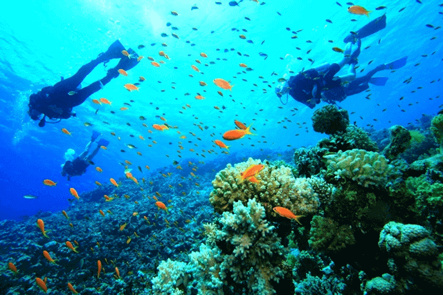 Diving Tour
