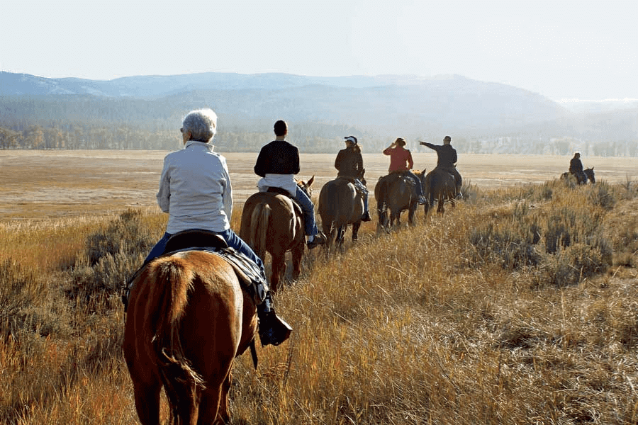 Horse Safari