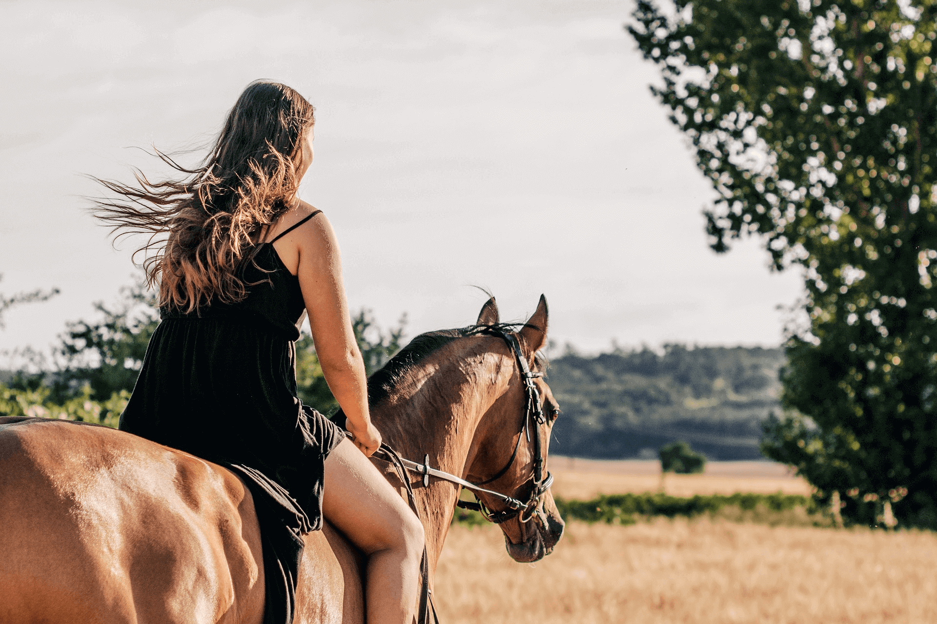 Horse Safari