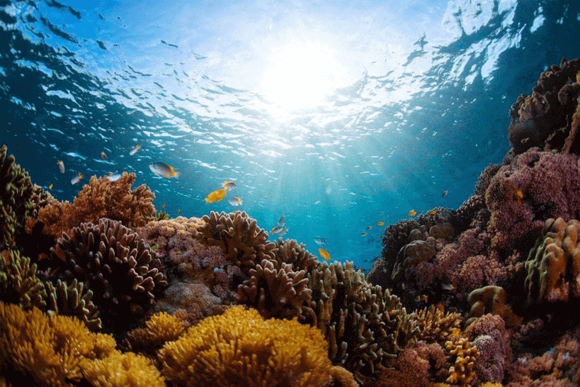 Diving Tour